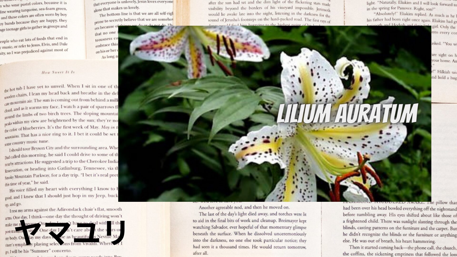 yamayuri-aroma-herb-dictionary-eyecatch-botanical-study