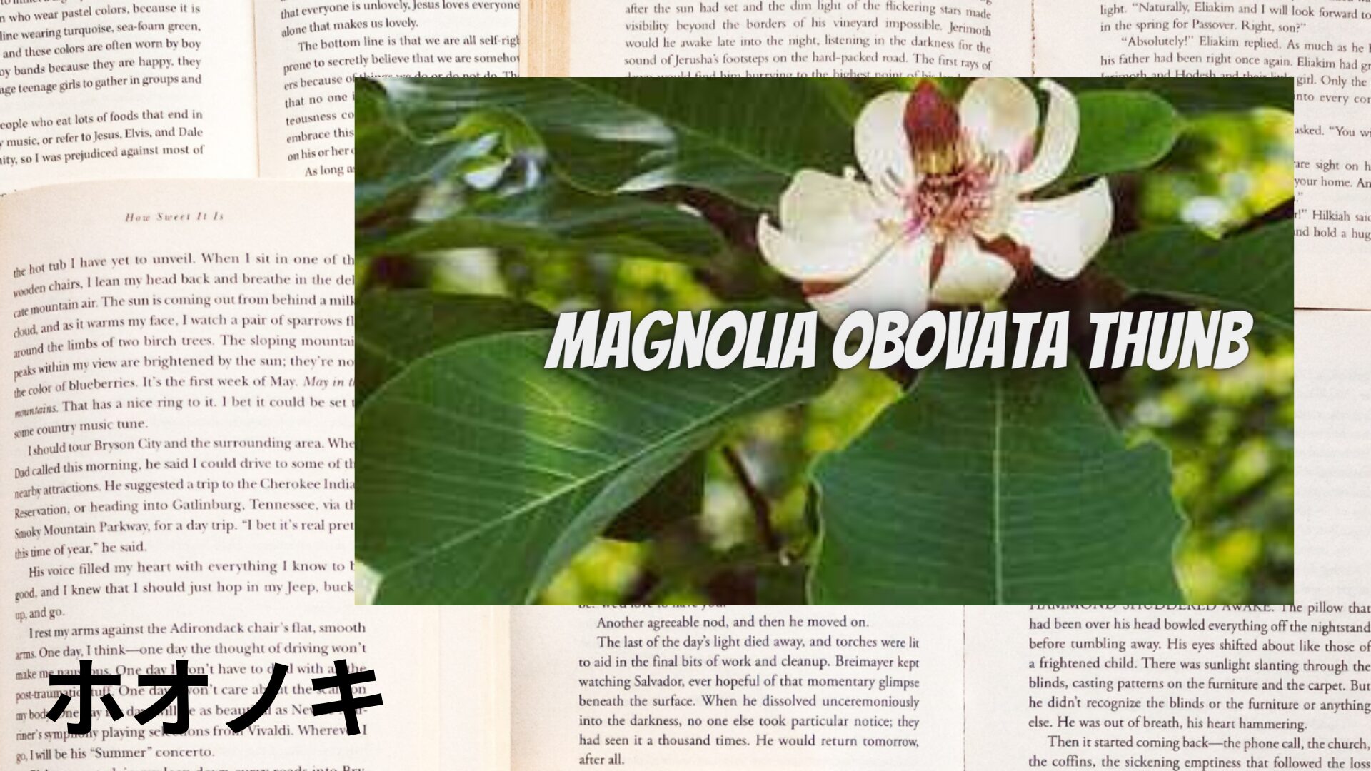 hoonoki-aroma-herb-dictionary-eyecatch-botanical-study