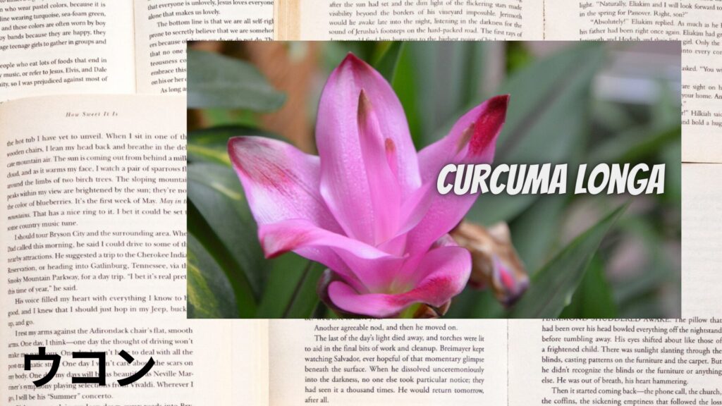 ウコンのアロマハーブ事典(辞典)用アイキャッチ＠botanical-study