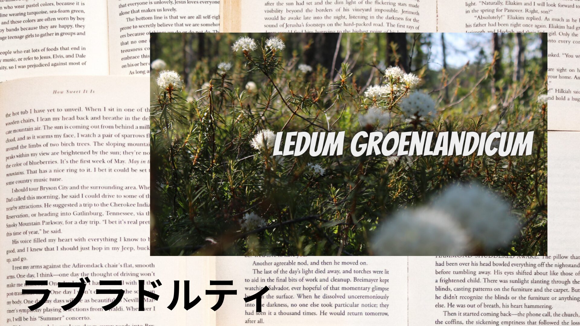 labrador-tea-aroma-herb-dictionary-eyecatch-botanical-study