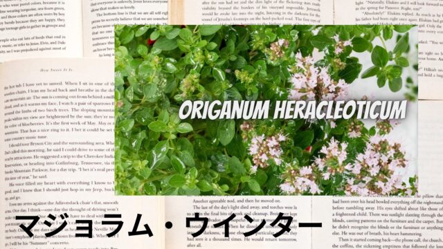 マジョラム・ウインターのアロマハーブ事典(辞典)用アイキャッチ＠botanical-study