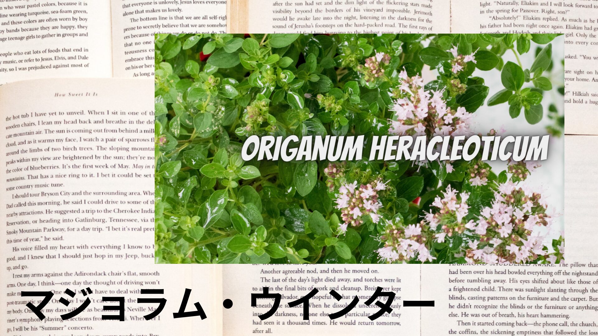winter-marjoram-aroma-herb-dictionary-eyecatch-botanical-study