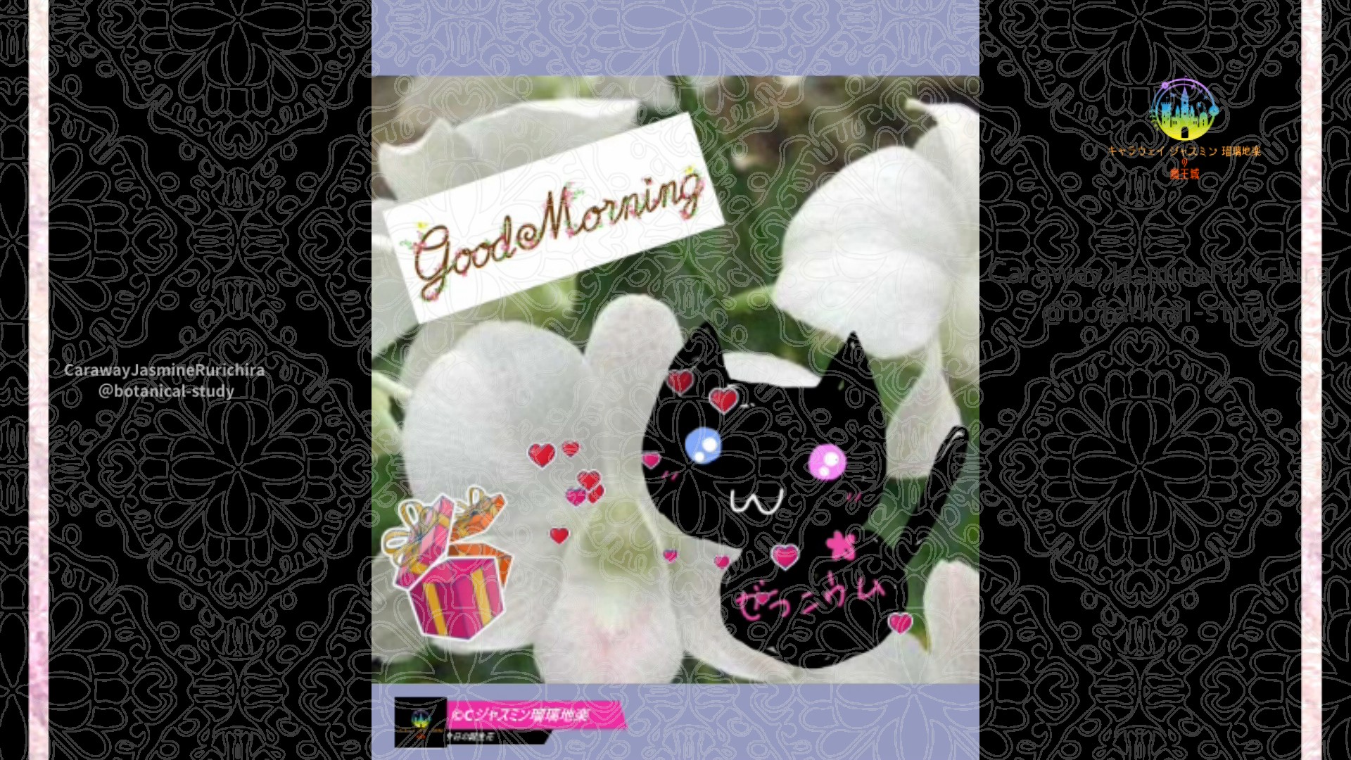 「デンファレ」11月27日Rゼラニウム瑠璃地楽と今日の誕生花とおはようメッセージ＠botanical-study