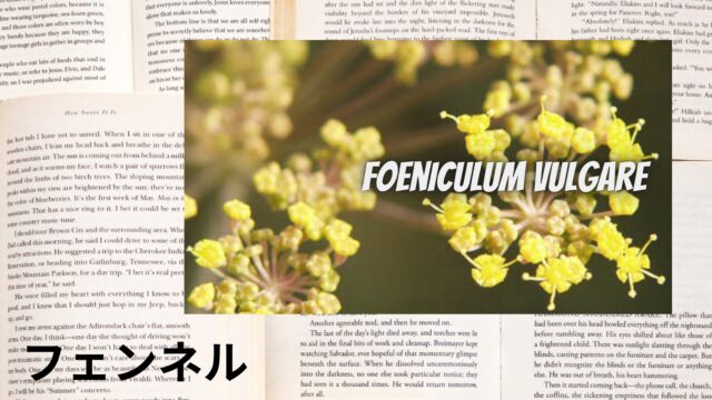 フェンネルのアロマハーブ事典(辞典)用アイキャッチ＠botanical-study
