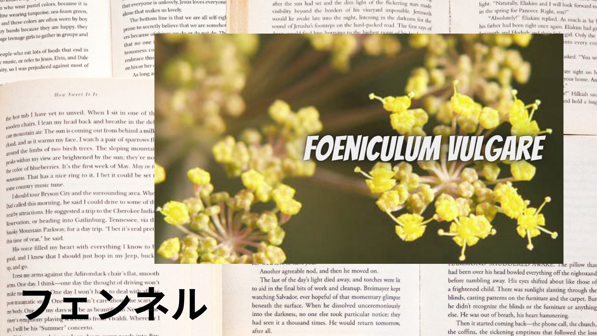 fennel-aroma-herb-dictionary-eyecatch-botanical-study