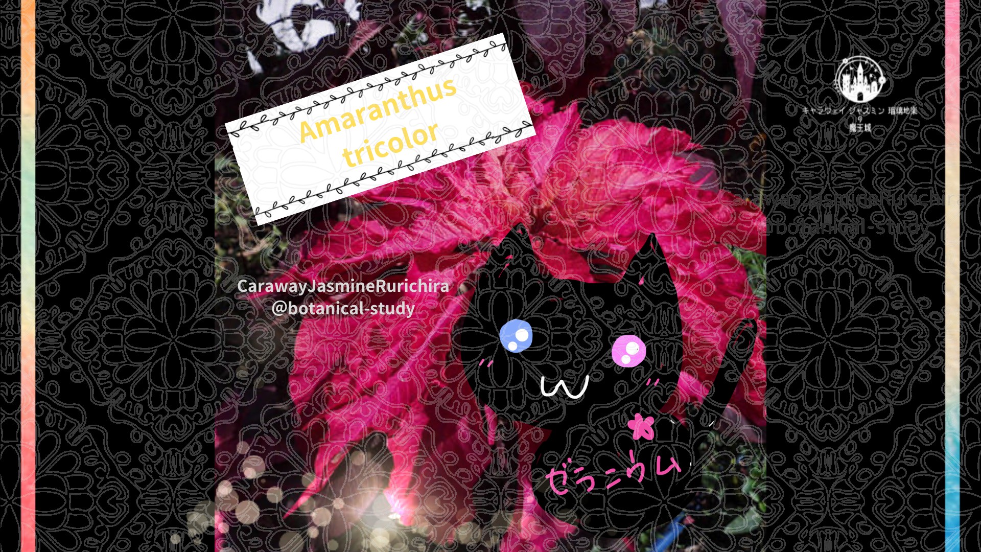 今日の誕生花A　11.21