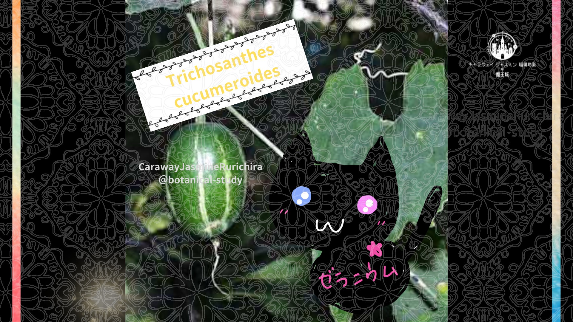 今日の誕生花A　11.11