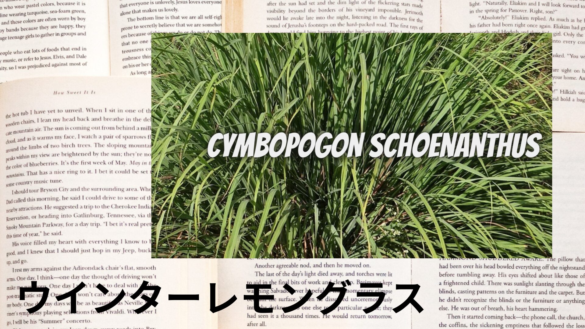 winter-lemongrass-aroma-herb-dictionary-eyecatch-botanical-study