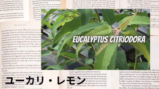 ユーカリ・レモンのアロマハーブ事典(辞典)用アイキャッチ＠botanical-study