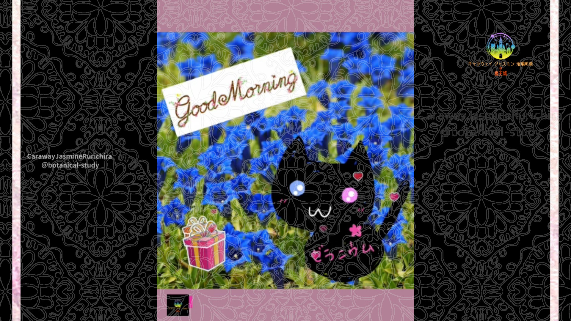 「リンドウ」11月25日Rゼラニウム瑠璃地楽と今日の誕生花とおはようメッセージ＠botanical-study