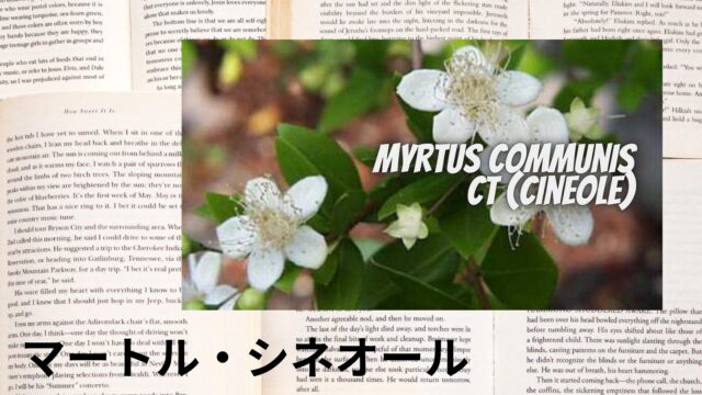 マートル・シネオールのアロマハーブ事典(辞典)用アイキャッチ＠botanical-study
