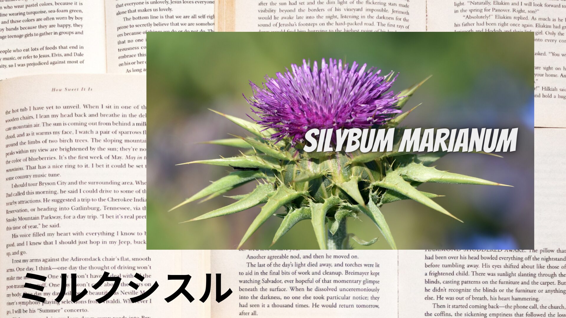 milk-thistle-aroma-herb-dictionary-eyecatch-botanical-study