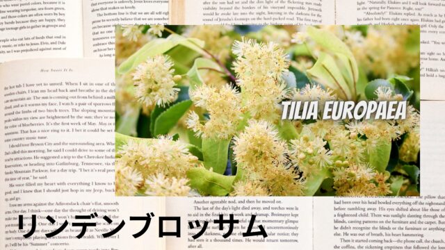 リンデンブロッサムのアロマハーブ事典(辞典)用アイキャッチ＠botanical-study