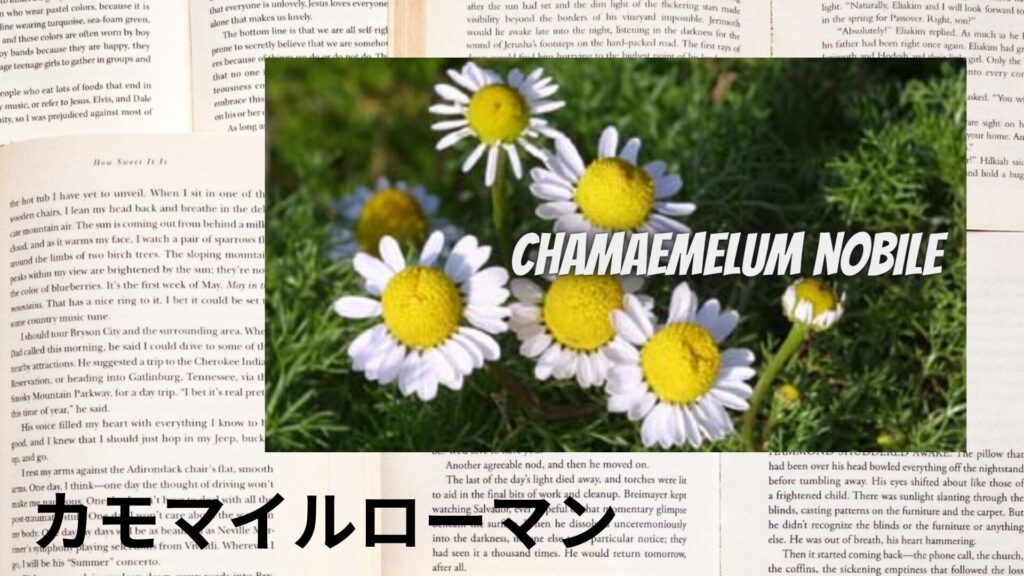 roman-chamomile-aroma-herb-dictionary-eyecatch-botanical-study