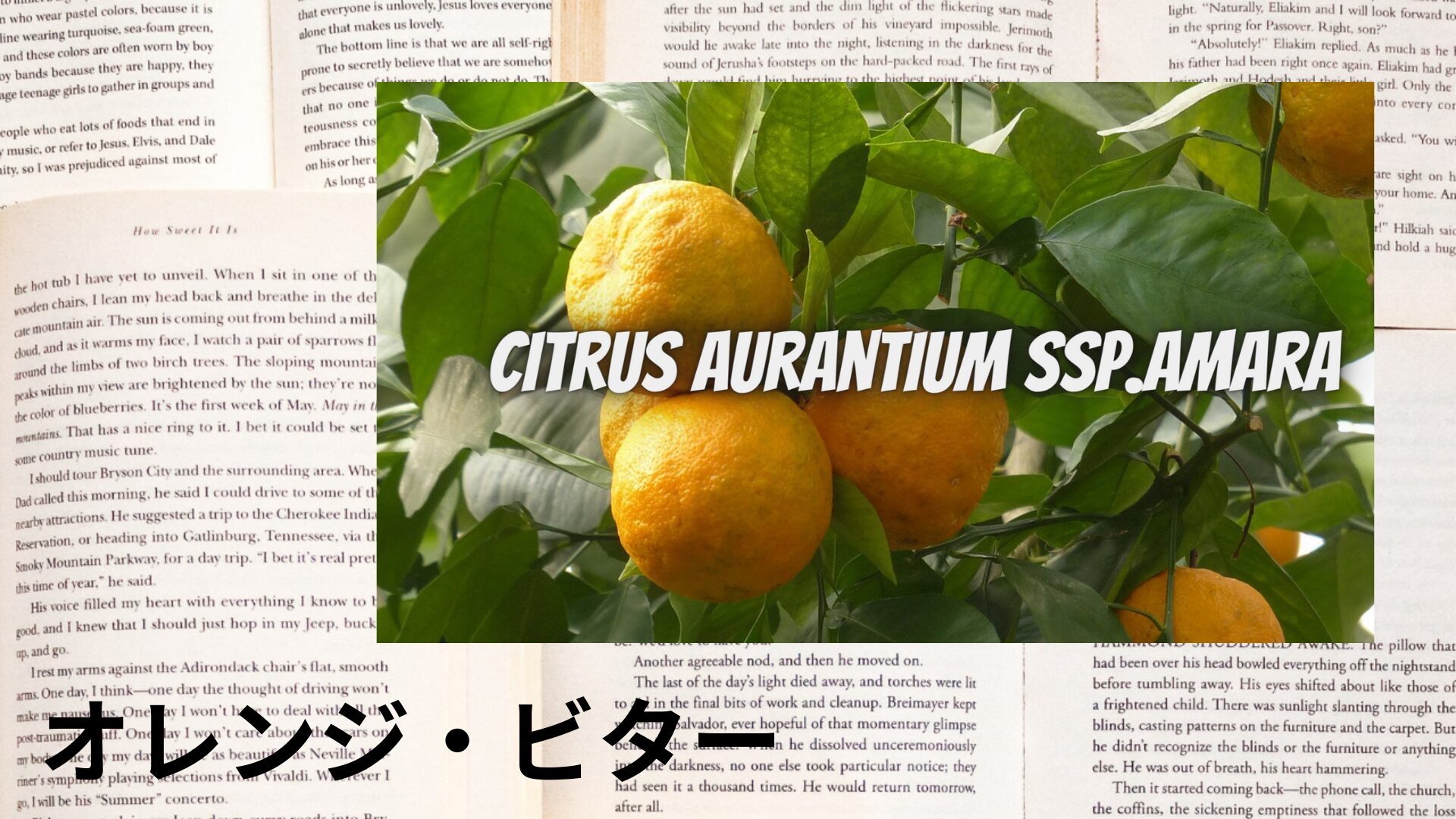 orange-bitter-aroma-herb-dictionary-eyecatch-botanical-study