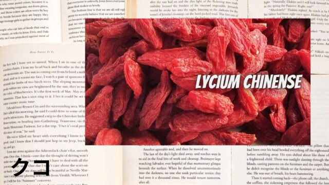 クコのアロマハーブ事典(辞典)用アイキャッチ＠botanical-study