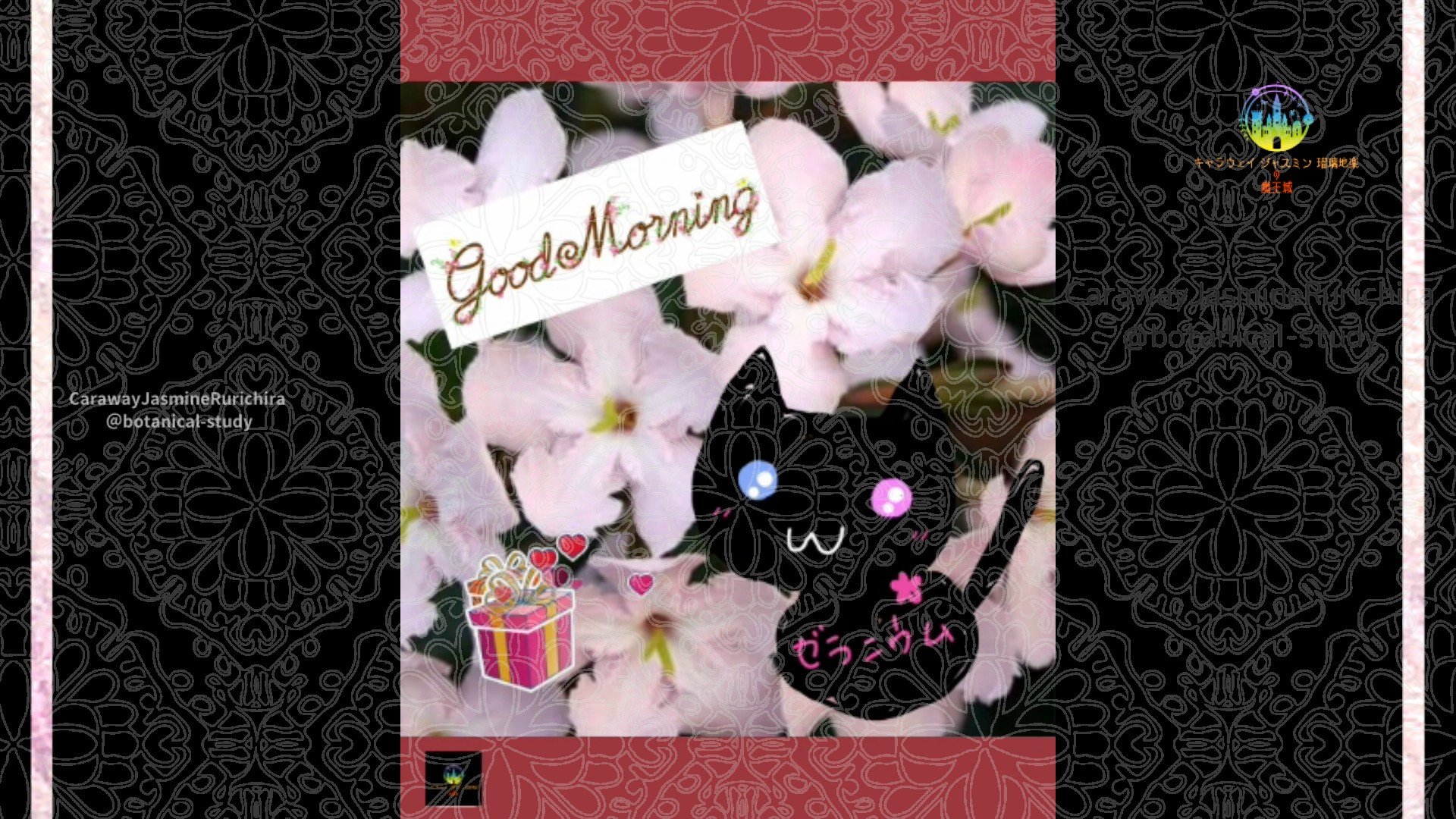 「ルクリア」11月7日Rゼラニウム瑠璃地楽と今日の誕生花とおはようメッセージ＠botanical-study