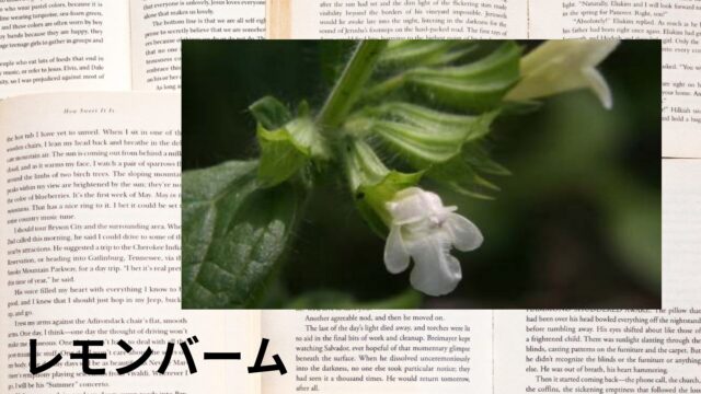 レモンバームのアロマハーブ事典(辞典)用アイキャッチ＠botanical-study