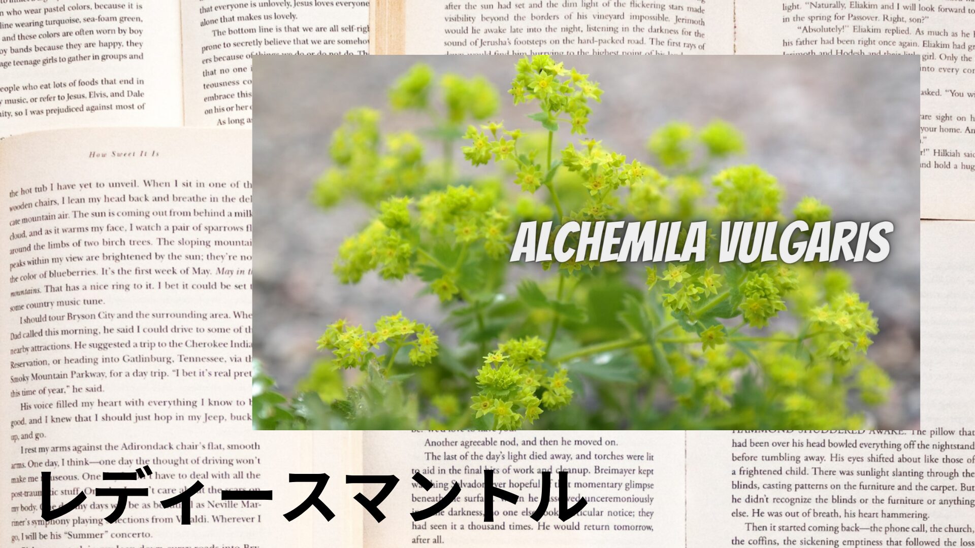ladys-mantle-aroma-herb-dictionary-eyecatch-botanical-study