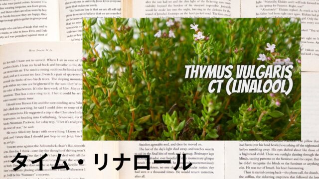 タイム・リナロールのアロマハーブ事典(辞典)用アイキャッチ＠botanical-study