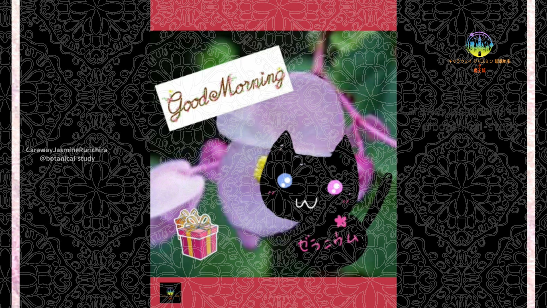 「シュウカイド」11月3日Rゼラニウム瑠璃地楽と今日の誕生花とおはようメッセージ＠botanical-study