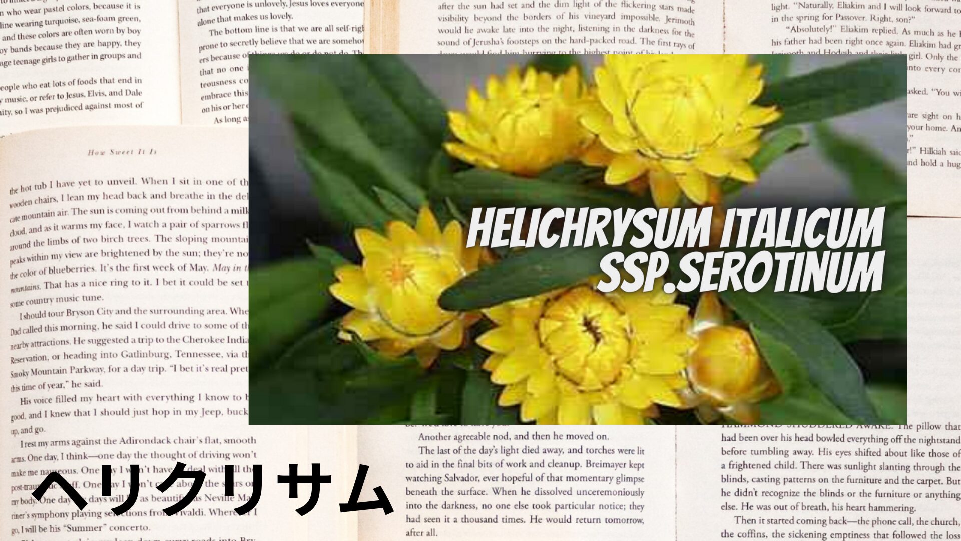 helichrysum-aroma-herb-dictionary-eyecatch-botanical-study