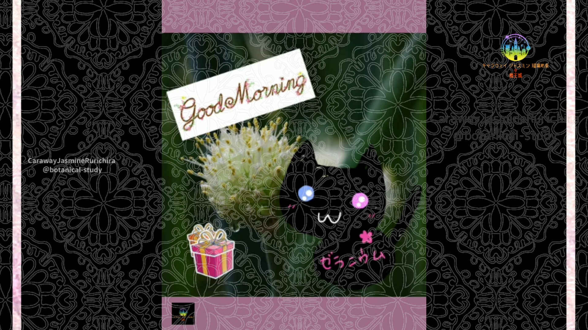 「ハエマンサス」11月23日Rゼラニウム瑠璃地楽と今日の誕生花とおはようメッセージ＠botanical-study