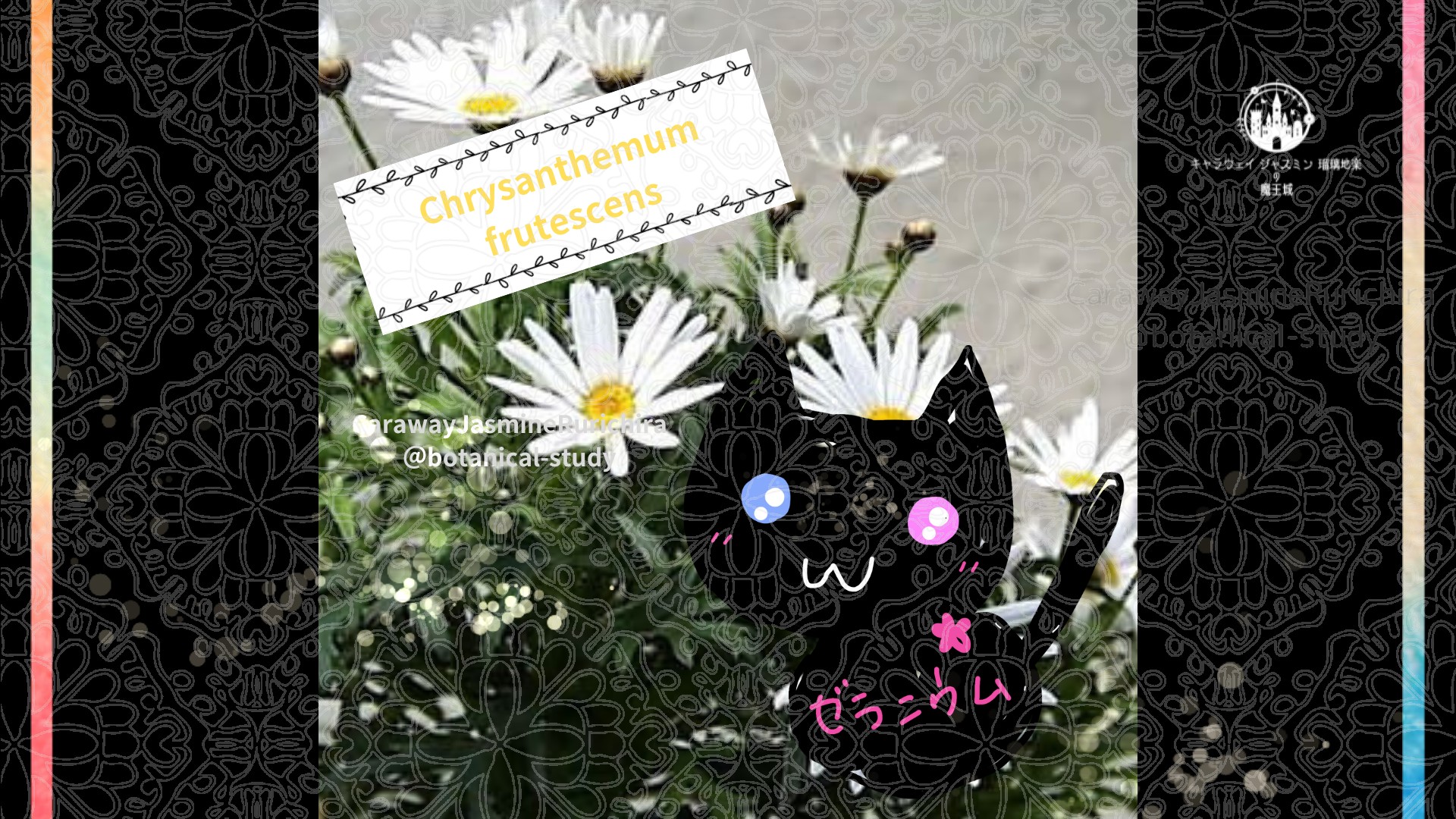 今日の誕生花A　11.22