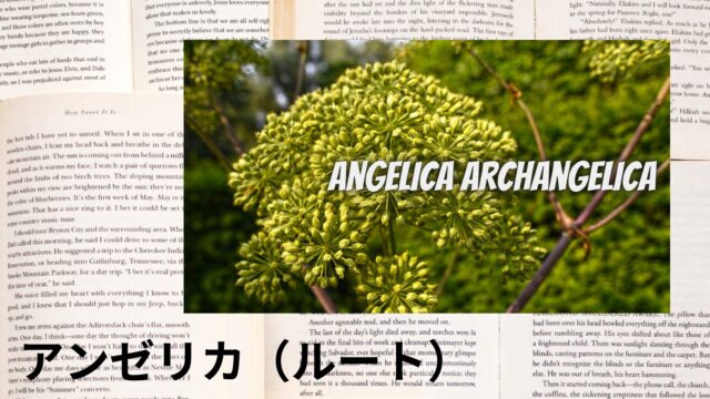 アンゼリカ(ルート)のアロマハーブ事典(辞典)用アイキャッチ＠botanical-study