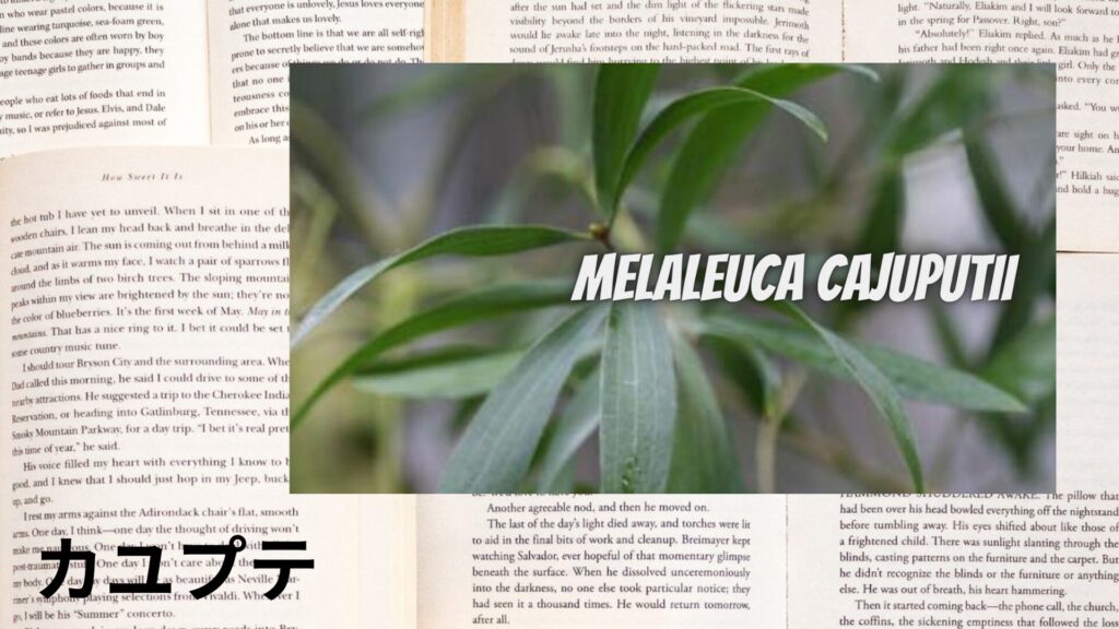 cajeput-aroma-herb-dictionary-eyecatch-botanical-study