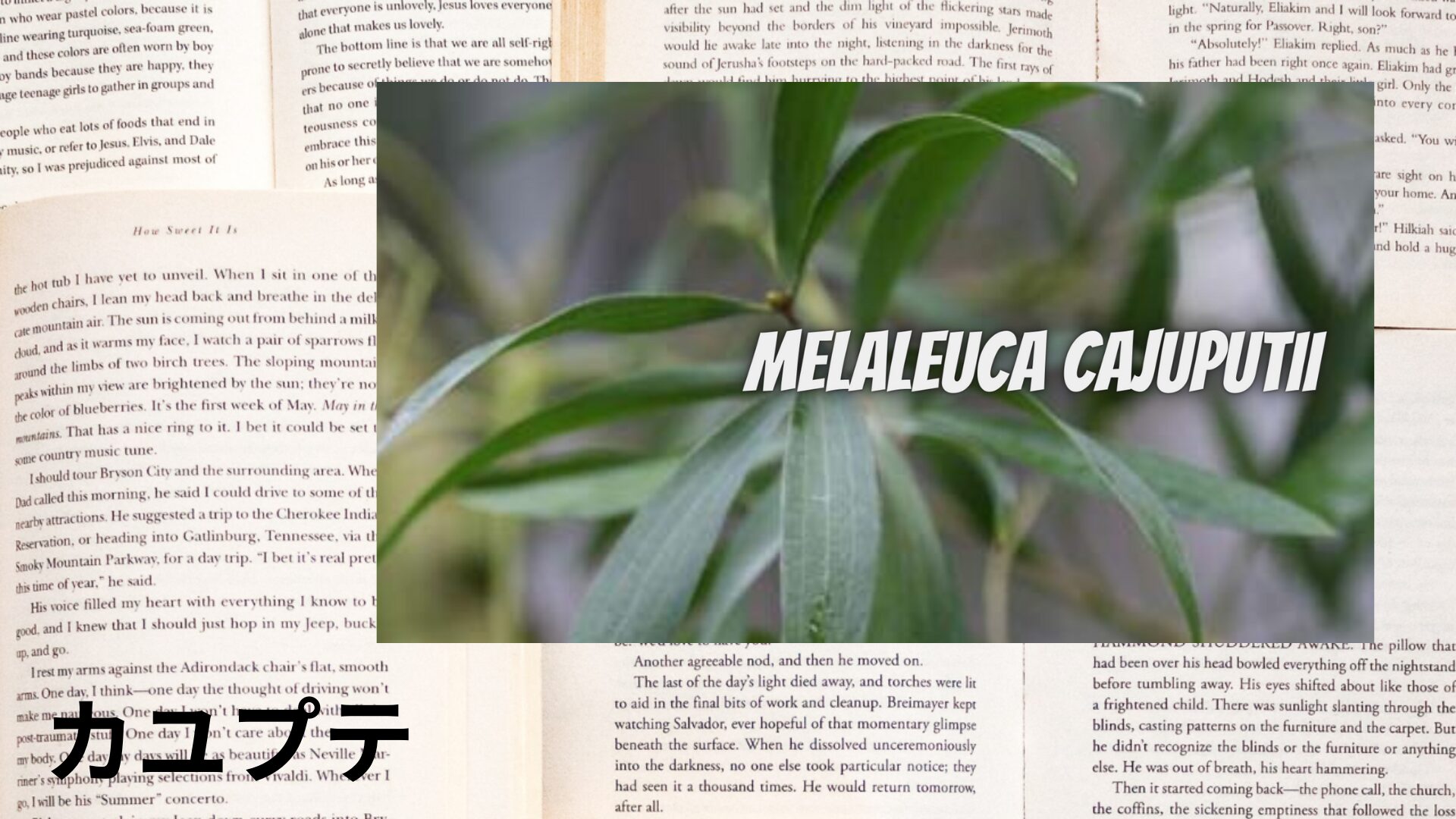 cajeput-aroma-herb-dictionary-eyecatch-botanical-study