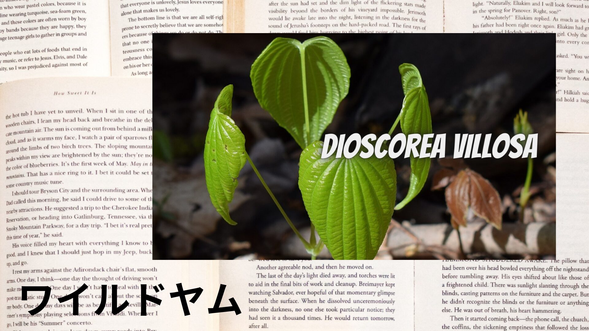 wild-yam-aroma-herb-dictionary-eyecatch-botanical-study