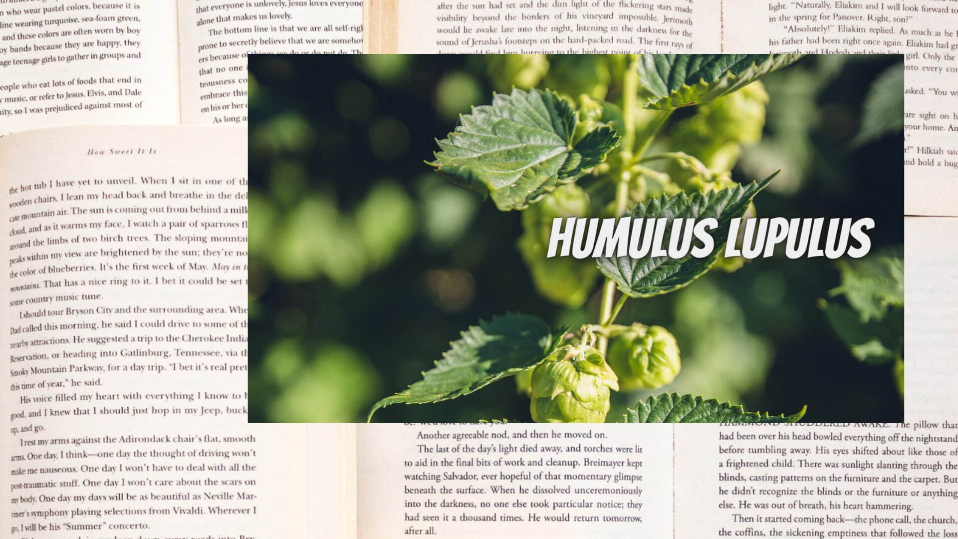 hops-aroma-herb-dictionary-eyecatch-botanical-study