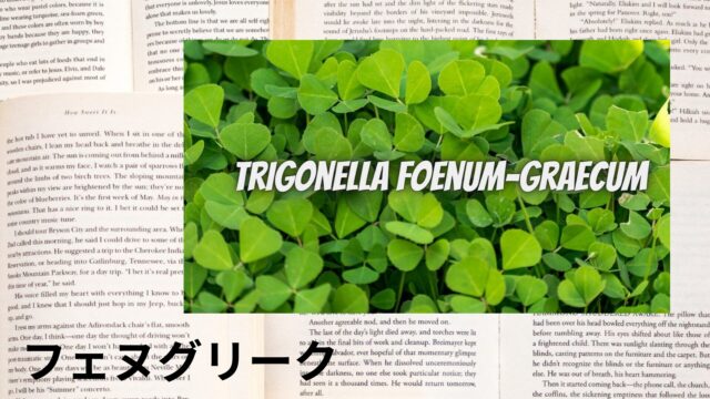 フェヌグリークのアロマハーブ事典(辞典)用アイキャッチ＠botanical-study