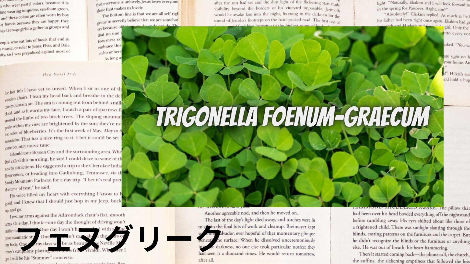 fenugreek-aroma-herb-dictionary-eyecatch-botanical-study