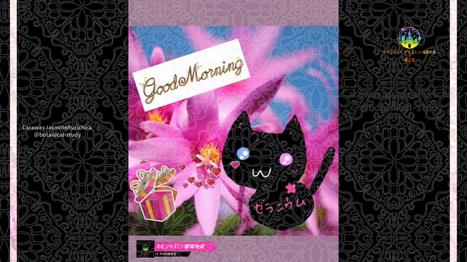 「シャコバサボテン」11月26日Rゼラニウム瑠璃地楽と今日の誕生花とおはようメッセージ＠botanical-study