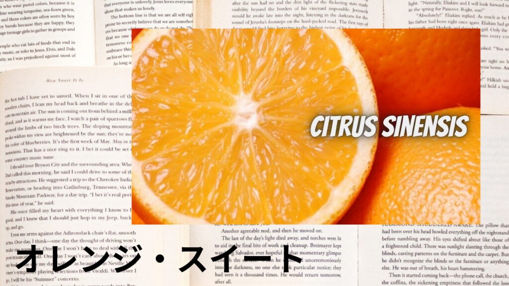 orange-sweet-aroma-herb-dictionary-eyecatch-botanical-study