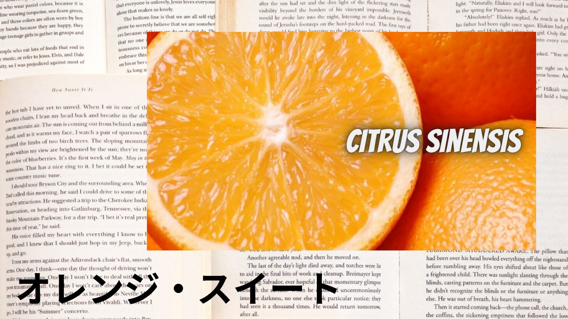 orange-sweet-aroma-herb-dictionary-eyecatch-botanical-study