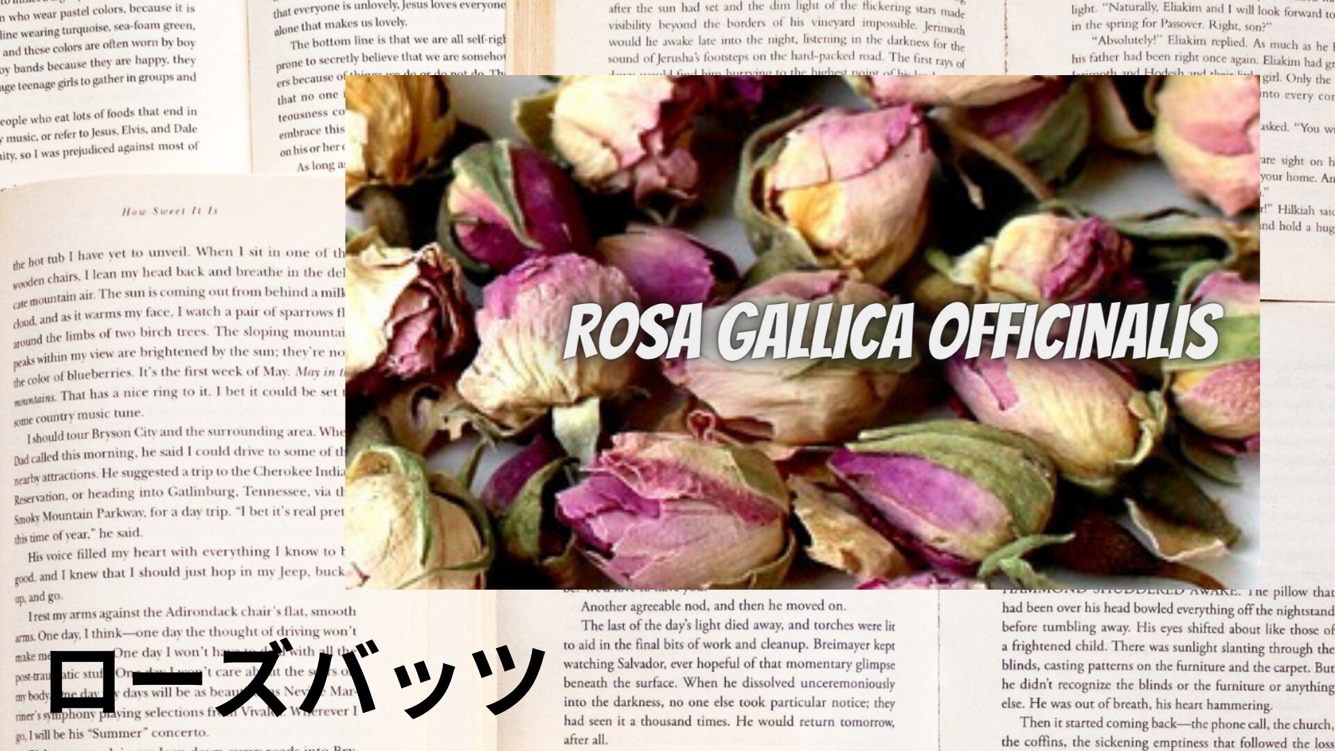 rose-buds-aroma-herb-dictionary-eyecatch-botanical-study
