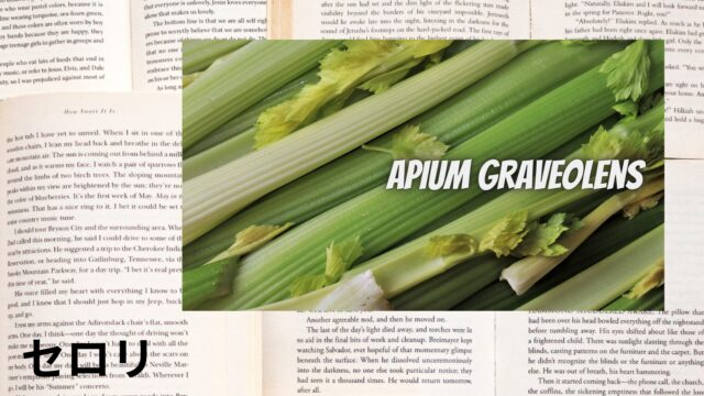 セロリのアロマハーブ事典(辞典)用アイキャッチ＠botanical-study