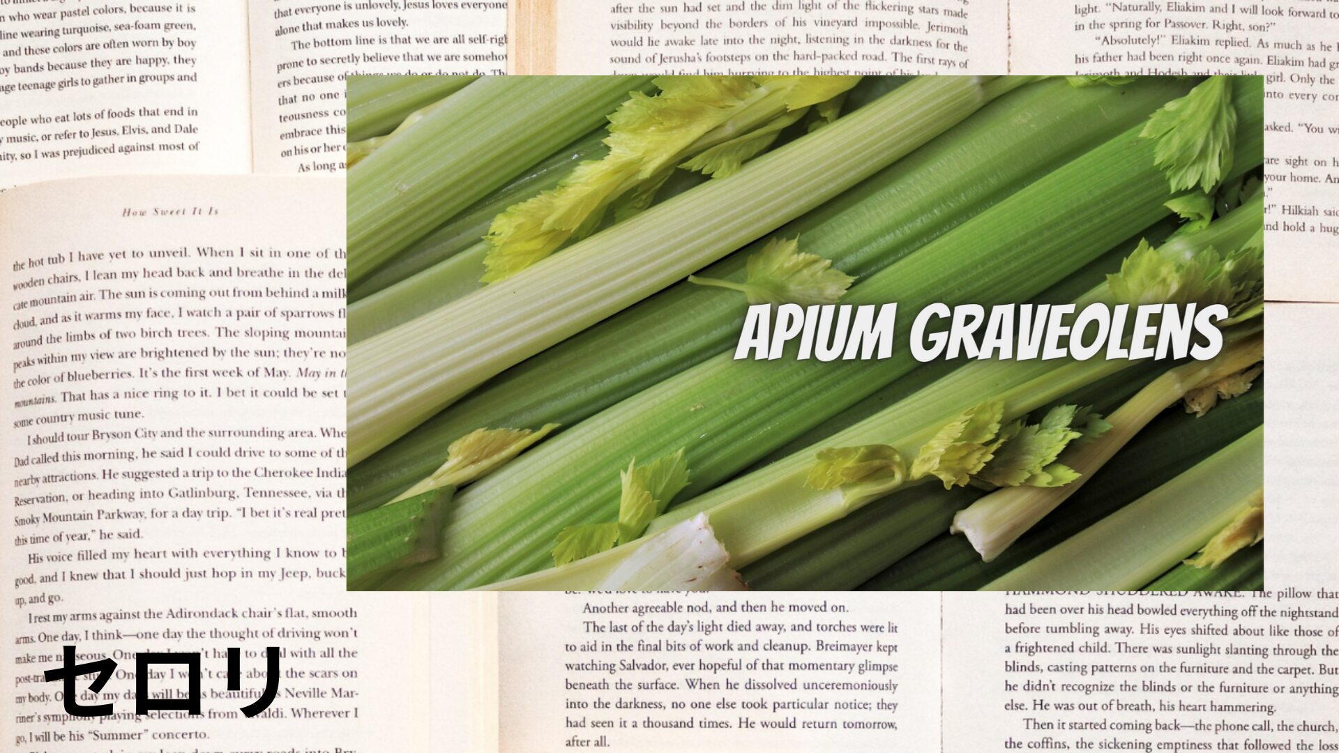 celery-aroma-herb-dictionary-eyecatch-botanical-study