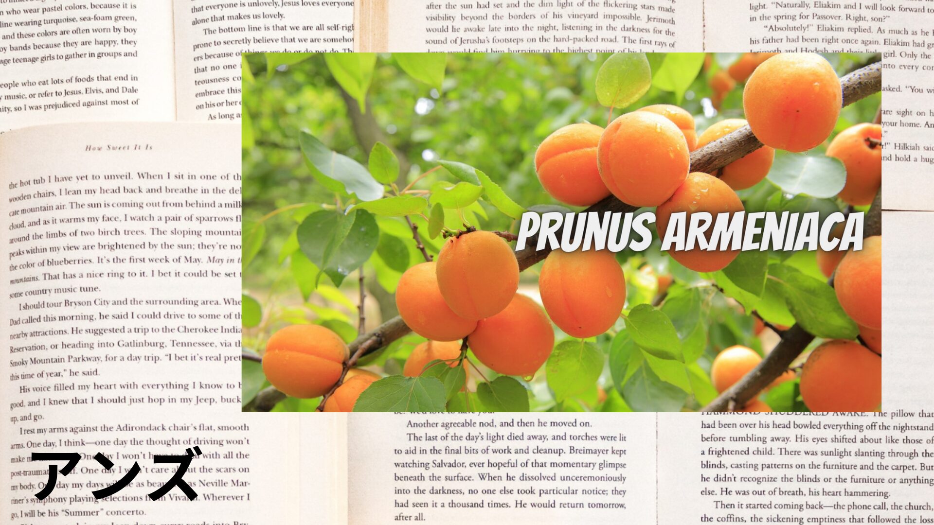apricot-aroma-herb-dictionary-eyecatch-botanical-study