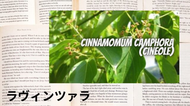 ラヴィンツァラのアロマハーブ事典(辞典)用アイキャッチ＠botanical-study