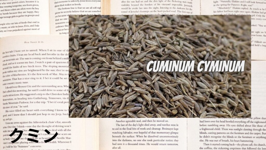 cumin-aroma-herb-dictionary-eyecatch-botanical-study