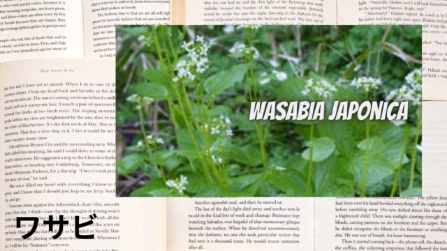 ワサビのアロマハーブ事典(辞典)用アイキャッチ＠botanical-study