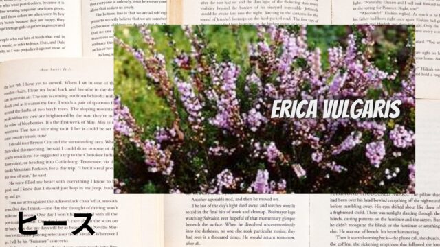 ヒースのアロマハーブ事典(辞典)用アイキャッチ＠botanical-study