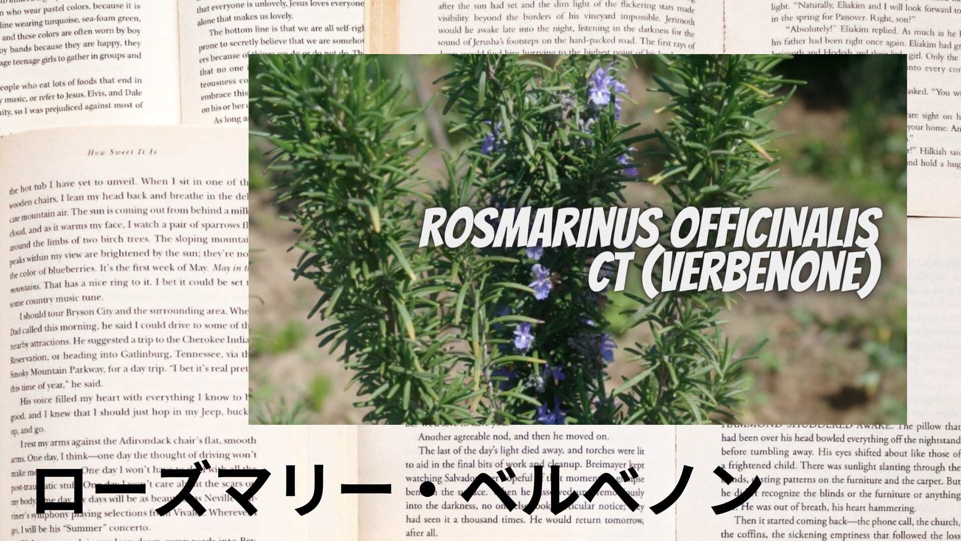 rosemary-verbenone-aroma-herb-dictionary-eyecatch-botanical-study