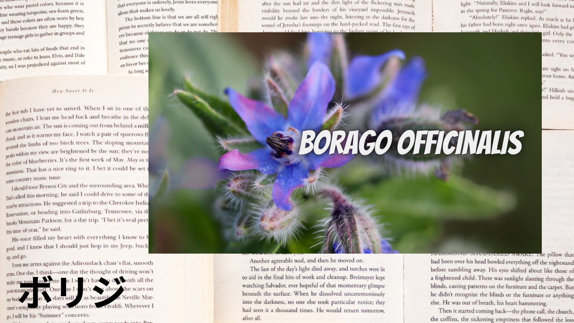 borage-aroma-herb-dictionary-eyecatch-botanical-study