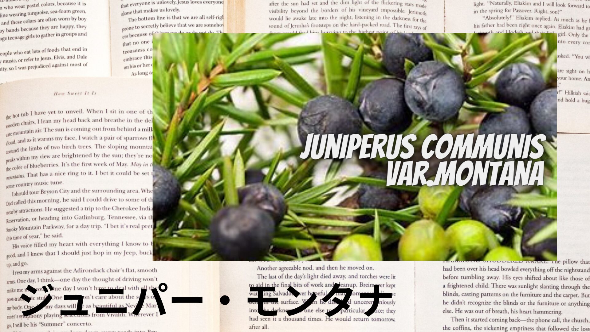 juniper-montana-aroma-herb-dictionary-eyecatch-botanical-study