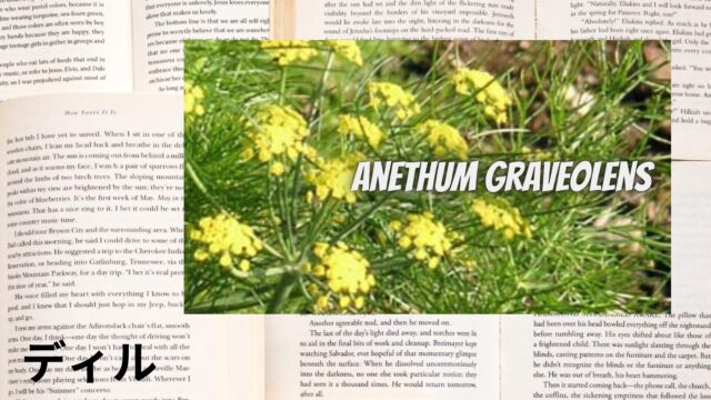 ディルのアロマハーブ事典(辞典)用アイキャッチ＠botanical-study